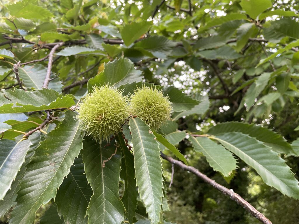 Dettaglio di ricci di castagne tra le fronde